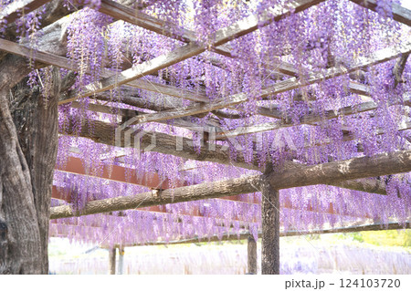 藤棚に咲き誇る紫の花房① 124103720