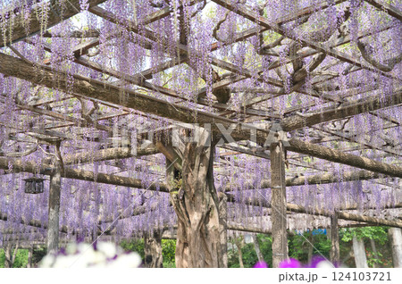藤棚に咲き誇る紫の花房② 124103721