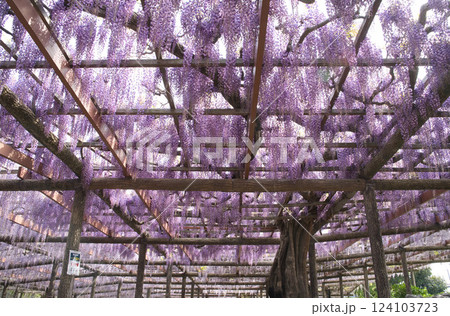 藤棚に咲き誇る紫の花房④ 藤棚に咲き誇る紫の花房④ 124103723