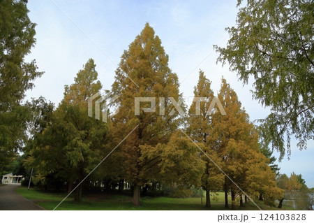 秋の公園　色づく　メタセコイアの木 124103828