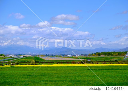 春に咲く鮮やかな菜の花と緑色の景色 124104334