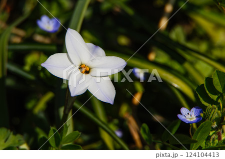 春の訪れ 124104413