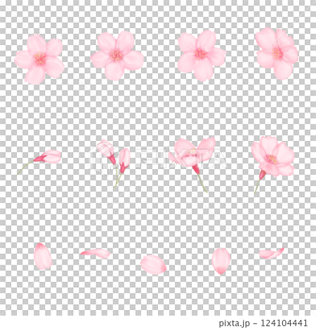 寫實的水彩櫻花插畫 124104441