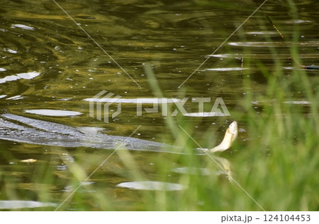 ヘラブナ釣り 124104453