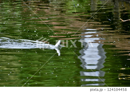 ヘラブナ釣り 124104458
