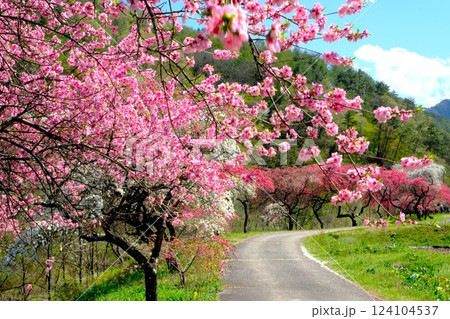 花桃の里の風景 124104537