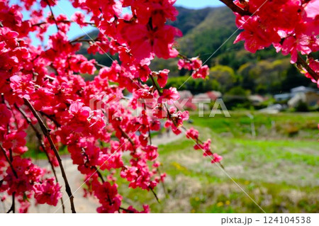 花桃の里の風景 124104538