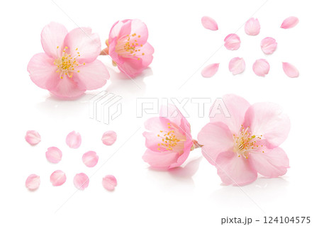 桜 花びら ピンク 春 白 背景 セット 124104575