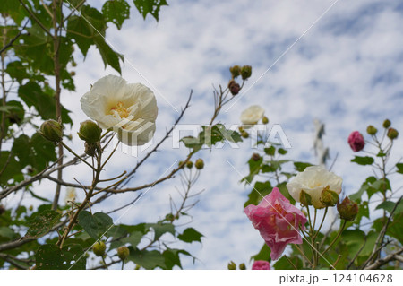 優美なスイフヨウの花 優美なスイフヨウの花 124104628