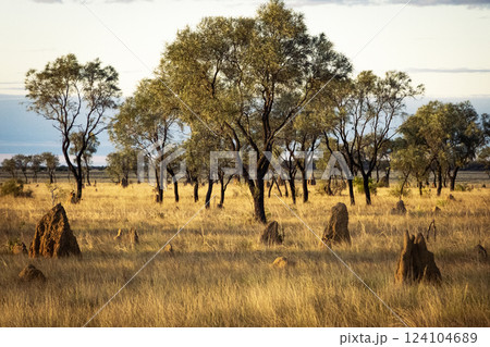 Termite mounds in outback bush landscape in western Australia 124104689