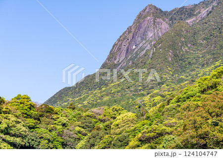 新緑若葉　世界自然遺産モッチョム岳　屋久島(春 124104747