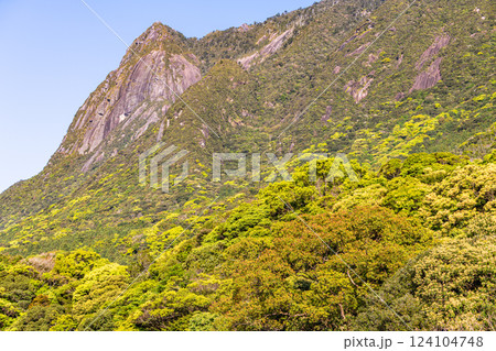 新緑若葉　世界自然遺産モッチョム岳　屋久島(春 124104748