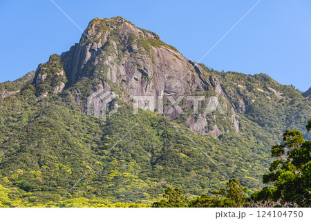 新緑若葉 世界自然遺産モッチョム岳 屋久島 新緑若葉 世界自然遺産モッチョム岳 屋久島 124104750