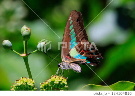 青緑色に輝くパステルカラーの帯が魅力的で美しい蝶　アオスジアゲハ 124104810