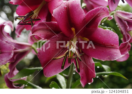 カサブランカ 大きいユリ カサブランカ 大きいユリ 124104851