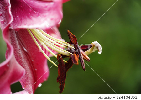 カサブランカ 大きいユリ カサブランカ 大きいユリ 124104852