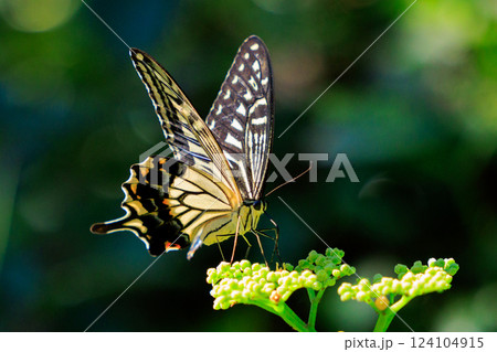 都会から山地まで、様々な場所で見ることが出来る身近な　アゲハチョウ 124104915