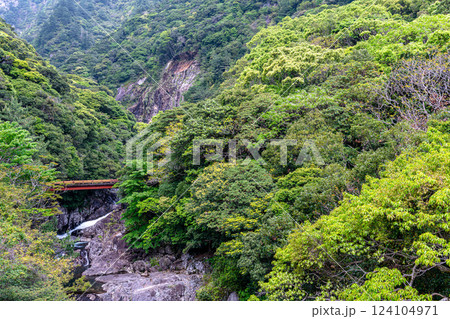 世界自然遺産屋久島　新緑の瀬切川渓谷 124104971