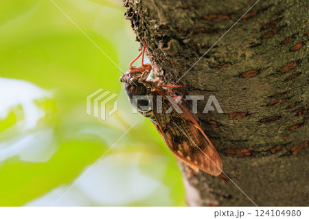夏の陽射しや暑さを連想させる鳴き声　アブラゼミ 124104980