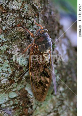 夏の陽射しや暑さを連想させる鳴き声　アブラゼミ 124104997