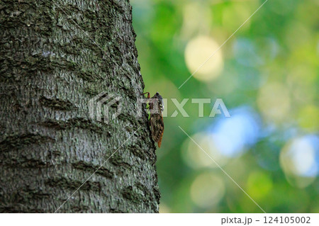 夏の陽射しや暑さを連想させる鳴き声 アブラゼミ 夏の陽射しや暑さを連想させる鳴き声 アブラゼミ 124105002