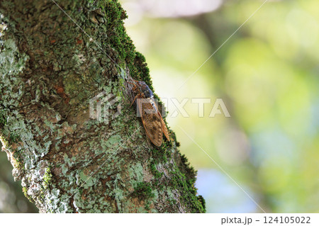 夏の陽射しや暑さを連想させる鳴き声 アブラゼミ 夏の陽射しや暑さを連想させる鳴き声 アブラゼミ 124105022