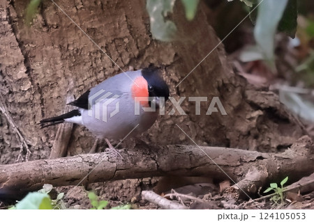 ウソ ウソ 124105053