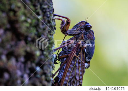 夏の陽射しや暑さを連想させる鳴き声　アブラゼミ 124105073