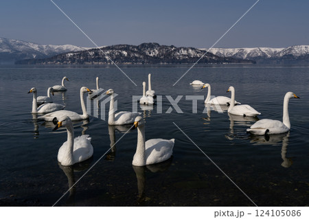 羽を休める白鳥の湖 124105086