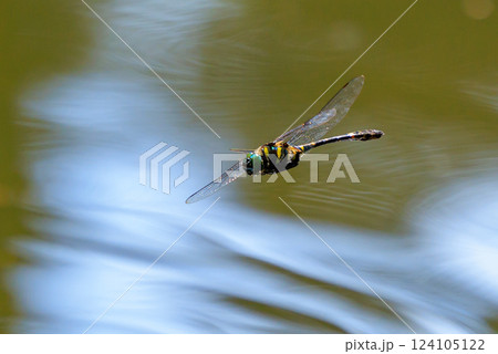 日本最大のトンボで一定区域をパトロールするトンボのオニヤンマ 124105122
