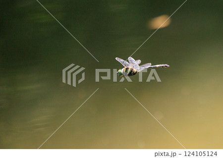 日本最大のトンボで一定区域をパトロールするトンボのオニヤンマ 日本最大のトンボで一定区域をパトロールするトンボのオニヤンマ 124105124