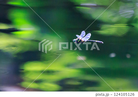 日本最大のトンボで一定区域をパトロールするトンボのオニヤンマ 124105126