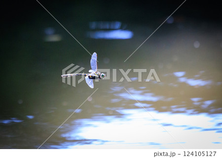 日本最大のトンボで一定区域をパトロールするトンボのオニヤンマ 124105127