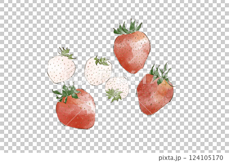 水彩畫草莓的插圖 124105170