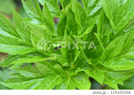 アシタバ（明日葉）の若葉 124105208