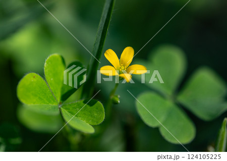 幸運の四つ葉のクローバーと間違われる　カタバミ 124105225