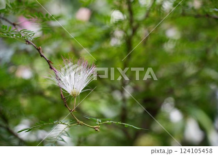 ふわふわとした糸のようなネムノキの花	 124105458