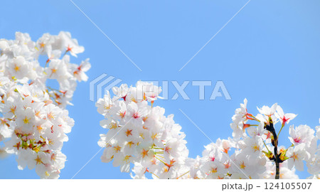 満開の桜と青空、サクラの背景、ソメイヨシノ 124105507