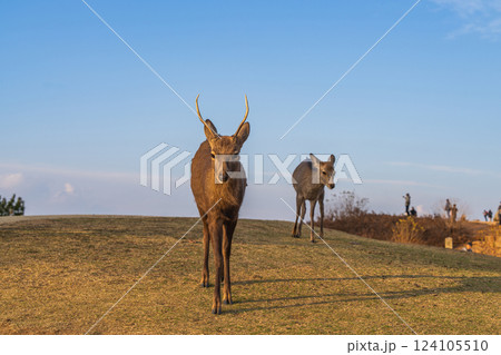 【秋】奈良公園　若草山の鹿【夕景】 124105510