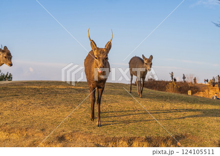 【秋】奈良公園　若草山の鹿【夕景】 124105511