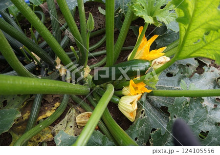 ズッキーニ ズッキーニ 124105556