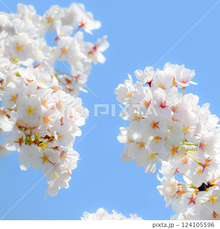 満開の桜と青空、サクラの背景、ソメイヨシノ 124105596