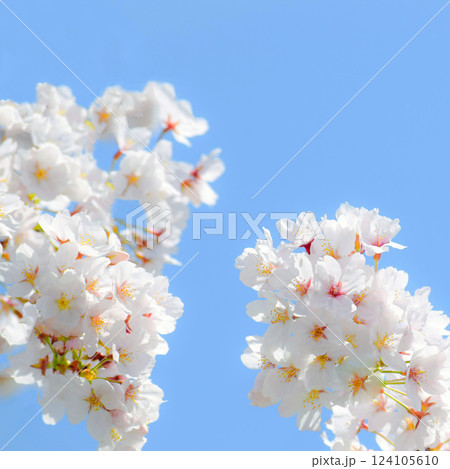 満開の桜と青空、サクラの背景、ソメイヨシノ 124105610