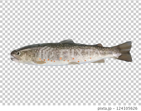 River fish (char) 124105626