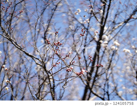 Plum blossom with bright background. sign of spring. 124105758