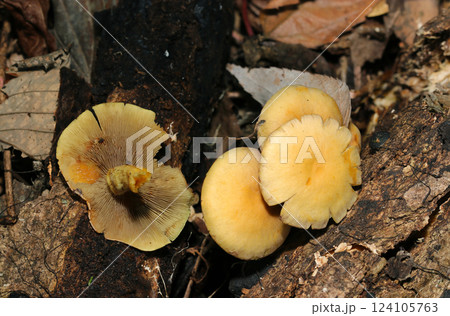 早春の湿った雑木林の中、食用クリタケに似た毒キノコ「ニガクリタケ」が群生(ストロボマクロ撮影) 早春の湿った雑木林の中、食用クリタケに似た毒キノコ「ニガクリタケ」が群生(ストロボマクロ撮影) 124105763