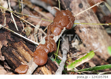 プニュプニュとした触感の食用タマキクラゲが数珠なりの枯れ枝（自然環境下ストロボ＋マクロ接写） 124105764