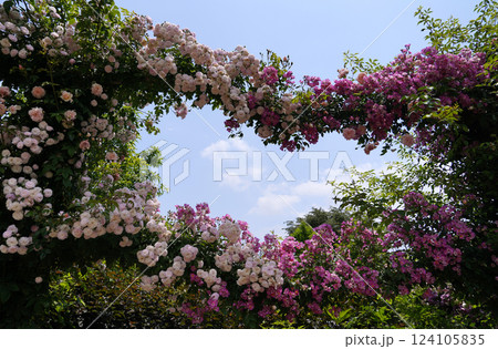 バラ　薔薇 124105835