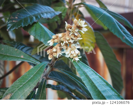 ビワの花 124106076
