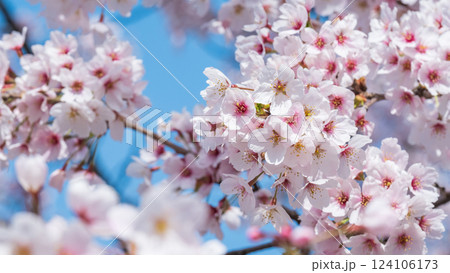 桜 124106173